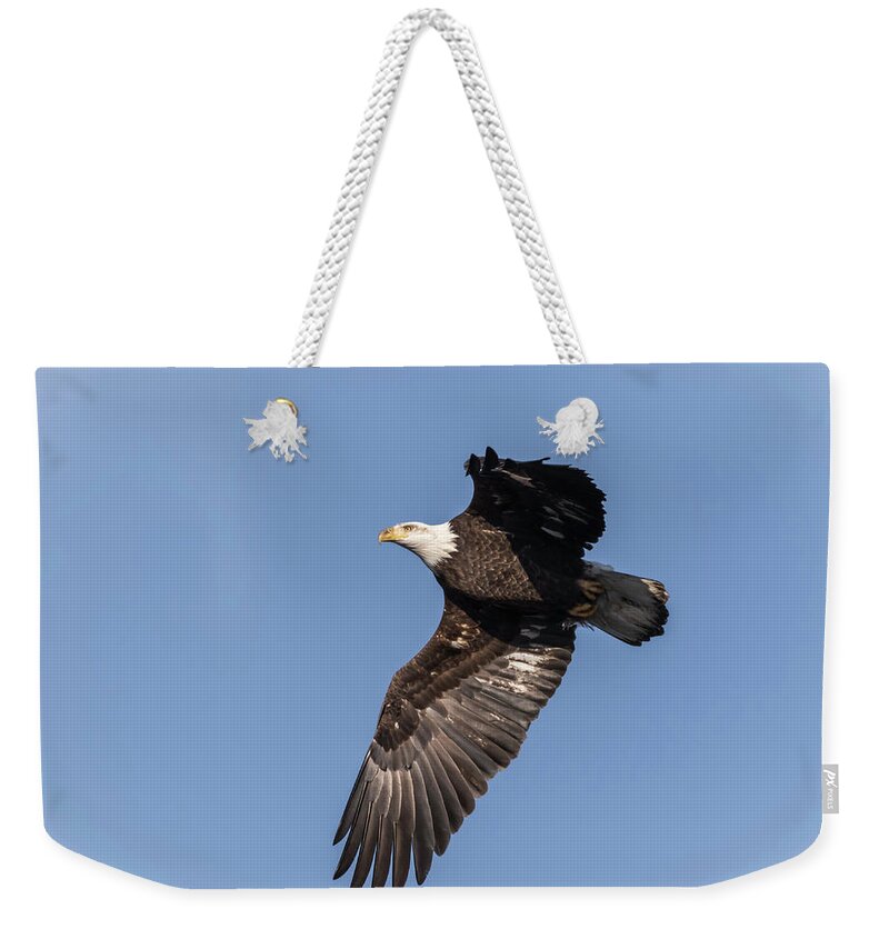 American Bald Eagle Weekender Tote Bag featuring the photograph American Bald Eagle 2017-9 by Thomas Young