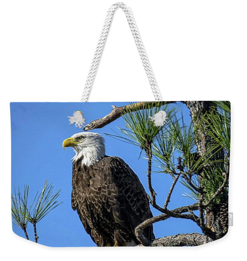 Nature Weekender Tote Bag featuring the photograph American Bald Eagle - Haliaeetus Leucocephalus by DB Hayes