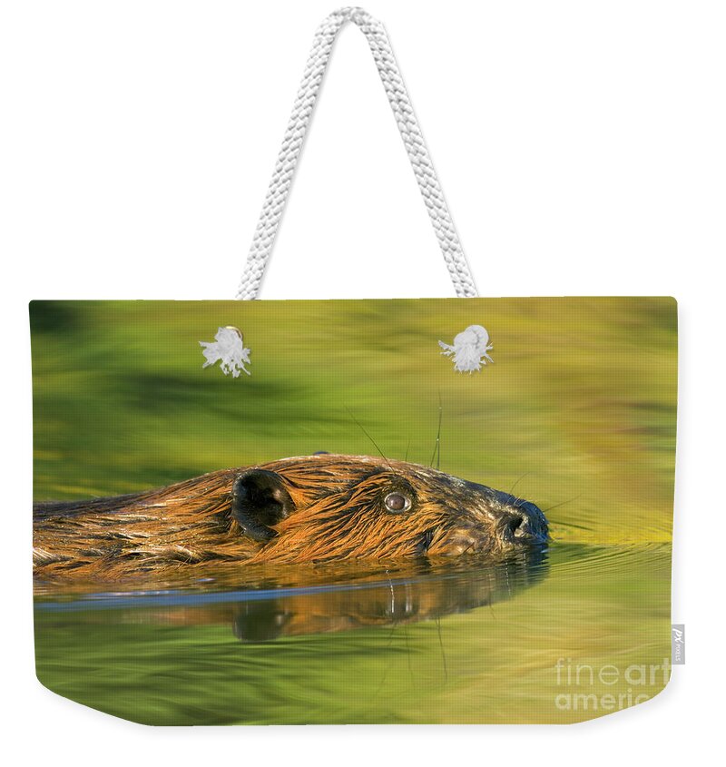 00345388 Weekender Tote Bag featuring the photograph American Beaver Swimming by Yva Momatiuk John Eastcott