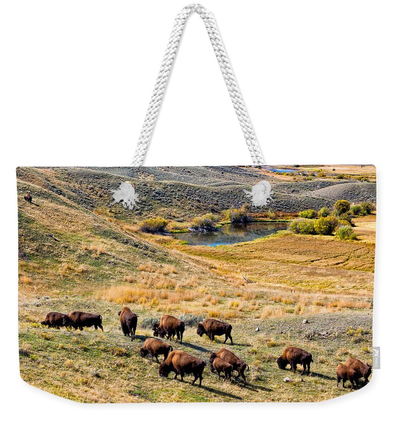 Bison Weekender Tote Bag featuring the photograph American Bison in Autumn by Kathleen Bishop