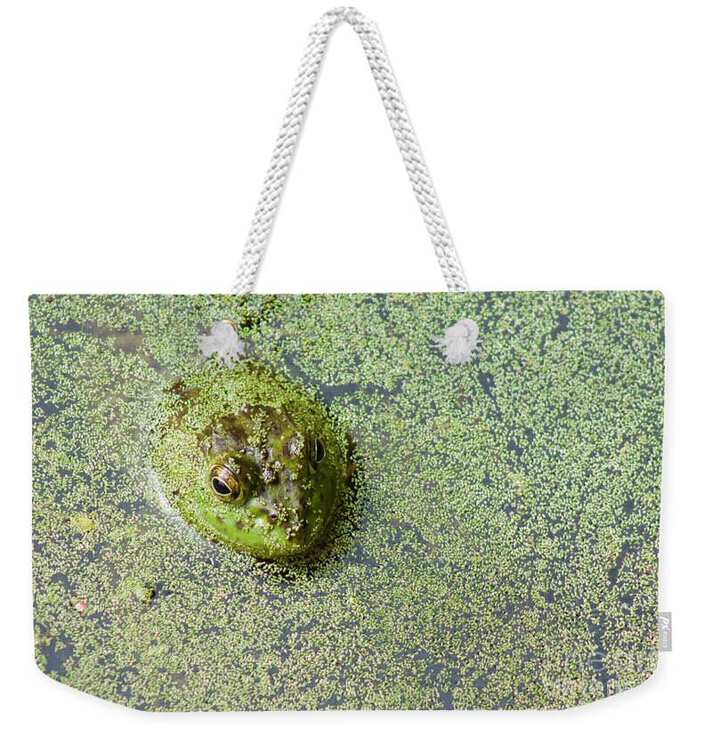 Photography Weekender Tote Bag featuring the photograph American Bullfrog by Sean Griffin