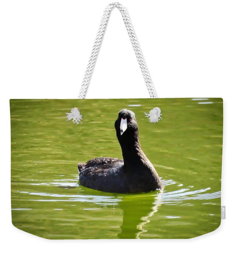 American Coot Weekender Tote Bag featuring the photograph American Coot Portrait by Judy Kennedy