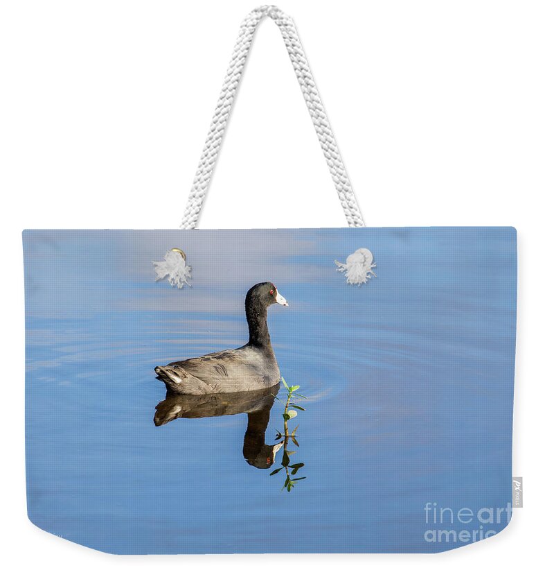 American Coot Weekender Tote Bag featuring the photograph American Coot by Rene Triay FineArt Photos