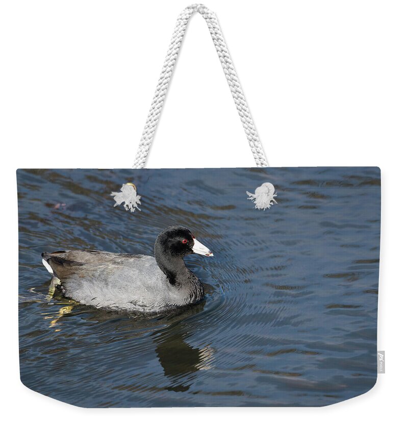 American Coot Weekender Tote Bag featuring the photograph American Coot by Robert Potts