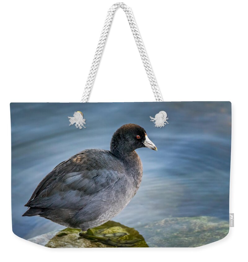 Bird Weekender Tote Bag featuring the photograph American Coot by Wild Fotos