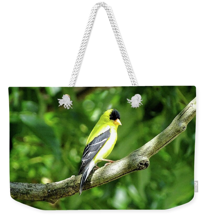 American Goldfinch Weekender Tote Bag featuring the photograph American Goldfinch 2 by Lilia S