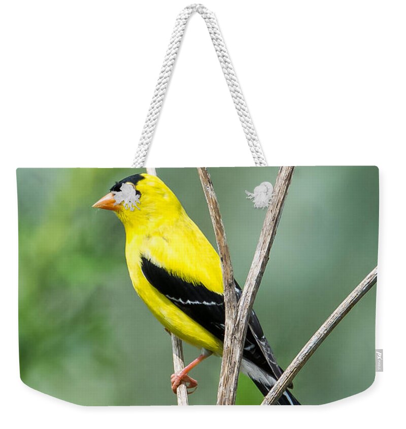 American Goldfinch Weekender Tote Bag featuring the photograph American Goldfinch  by Holden The Moment