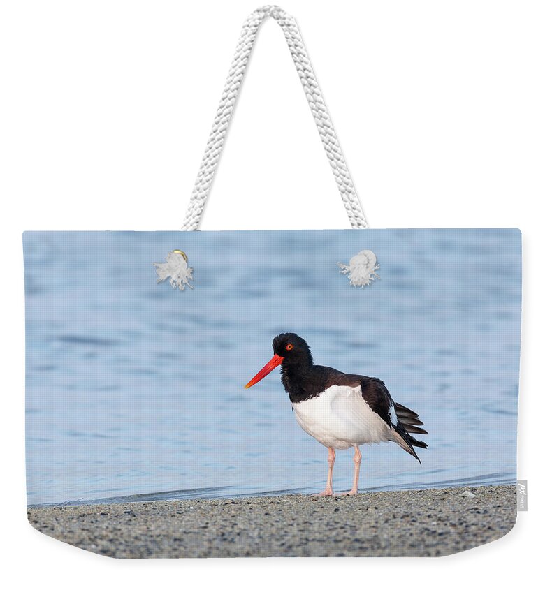 American Weekender Tote Bag featuring the photograph American Oystercatcher by David Watkins