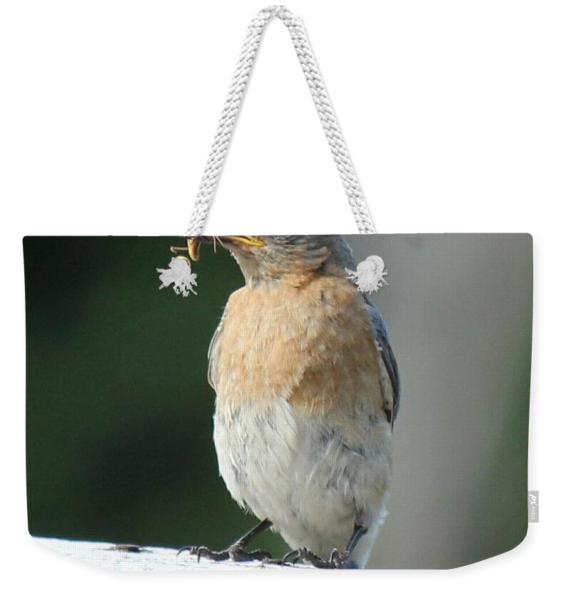 Robin Weekender Tote Bag featuring the photograph American Robin by Charles and Melisa Morrison