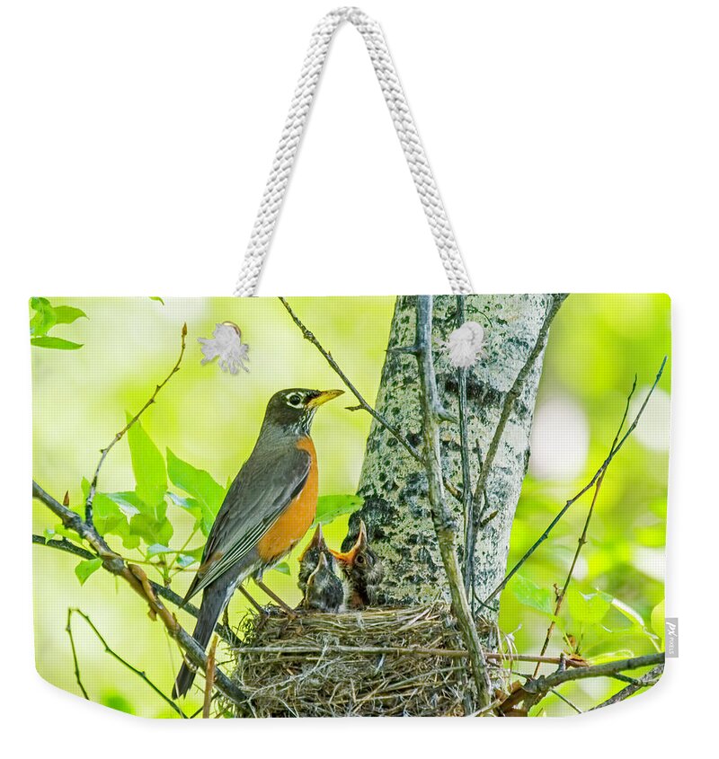 American Robin Weekender Tote Bag featuring the photograph American Robin Feeding Chicks by Gary Beeler