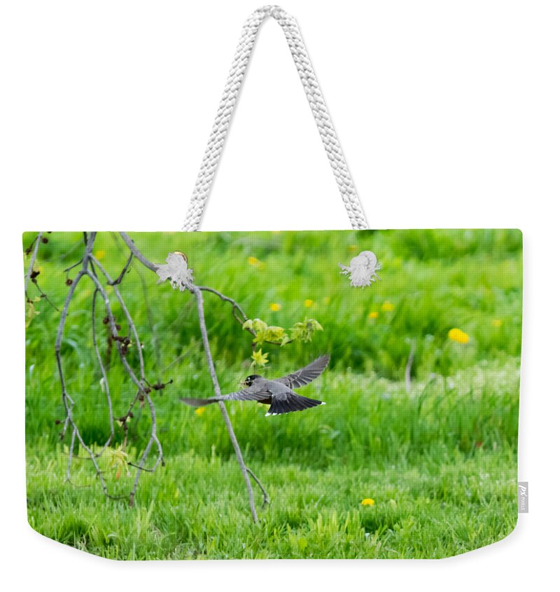 American Robin Weekender Tote Bag featuring the photograph American Robin in Flight by Holden The Moment
