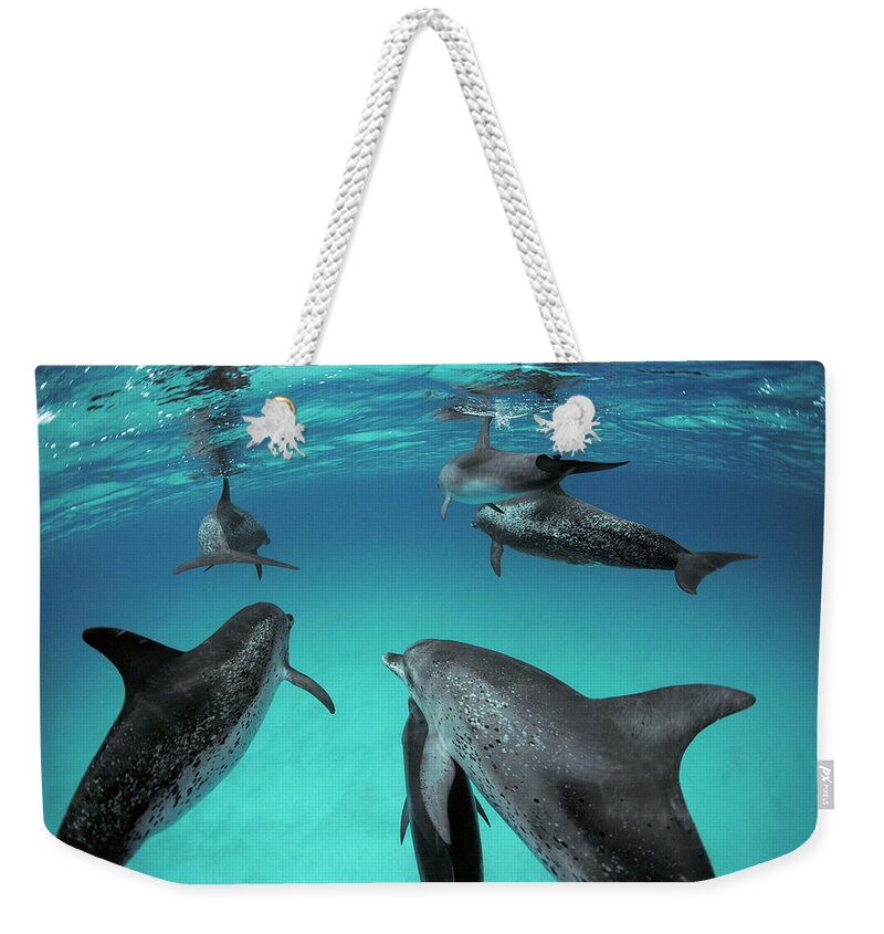 00088855 Weekender Tote Bag featuring the photograph Among the Spotted Dolphins by Flip Nicklin