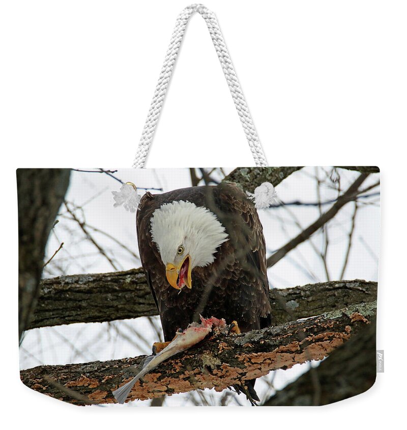 Bald Eagle Weekender Tote Bag featuring the photograph An Eagles Meal by Brook Burling
