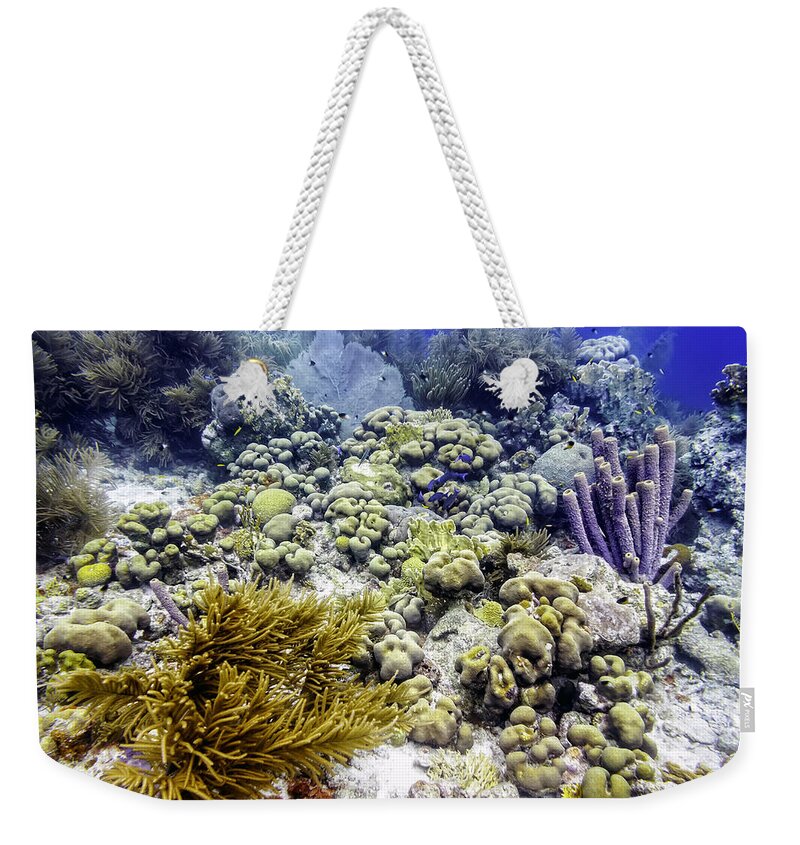 Sea Rod Corals Weekender Tote Bag featuring the photograph An Explosion of Life II by Perla Copernik