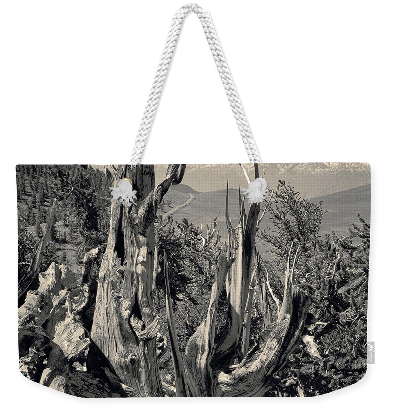 Bristlecone Pine Weekender Tote Bag featuring the photograph Ancient Bristlecone Pine Tree, Composition 11 selenium toned, Inyo National Forest, California by Kathy Anselmo