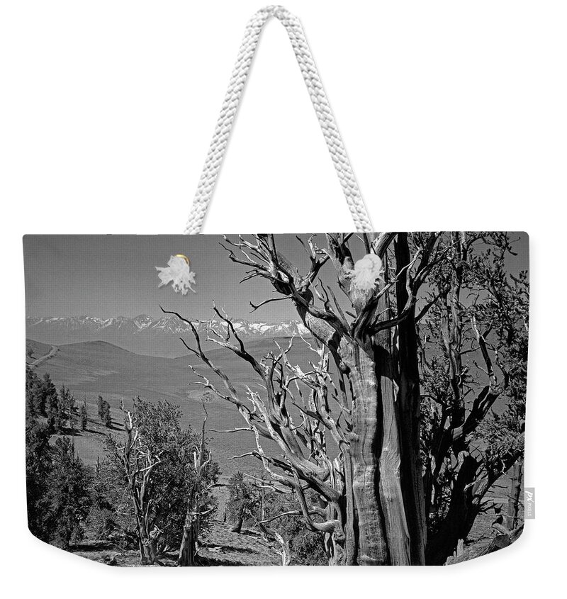 Bristlecone Pine Weekender Tote Bag featuring the photograph Ancient Bristlecone Pine Tree, Composition 4, Inyo National Forest, White Mountains, California by Kathy Anselmo