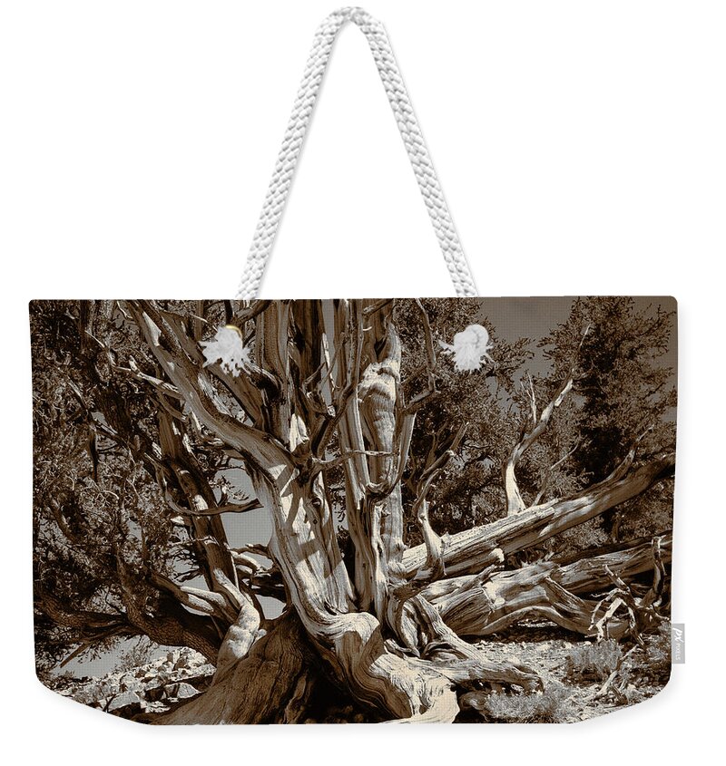 Bristlecone Pine Weekender Tote Bag featuring the photograph Ancient Bristlecone Pine Tree, Composition 5 sepia tone, Inyo National Forest, California by Kathy Anselmo