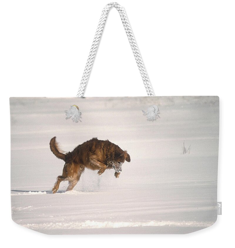 Golden Retriever Weekender Tote Bag featuring the photograph Andy - On The Hunt by DArcy Evans