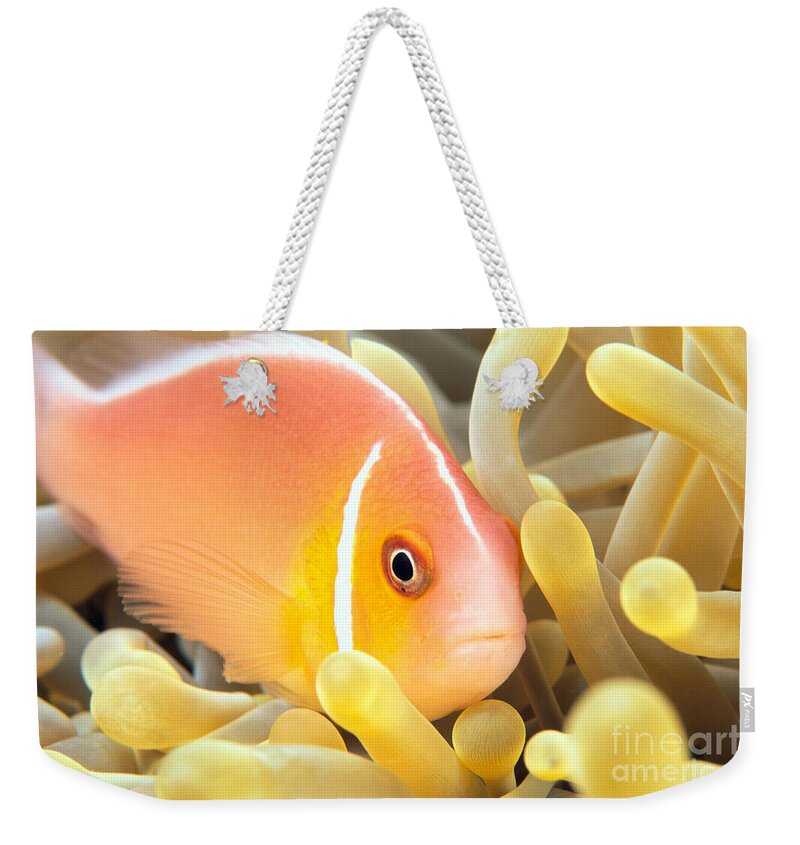 30-pfs0127 Weekender Tote Bag featuring the photograph Anemone, Close-Up by Dave Fleetham - Printscapes