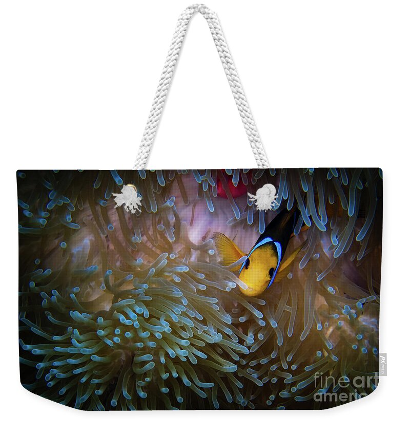 Bora Bora Weekender Tote Bag featuring the photograph Anemonefish by Doug Sturgess
