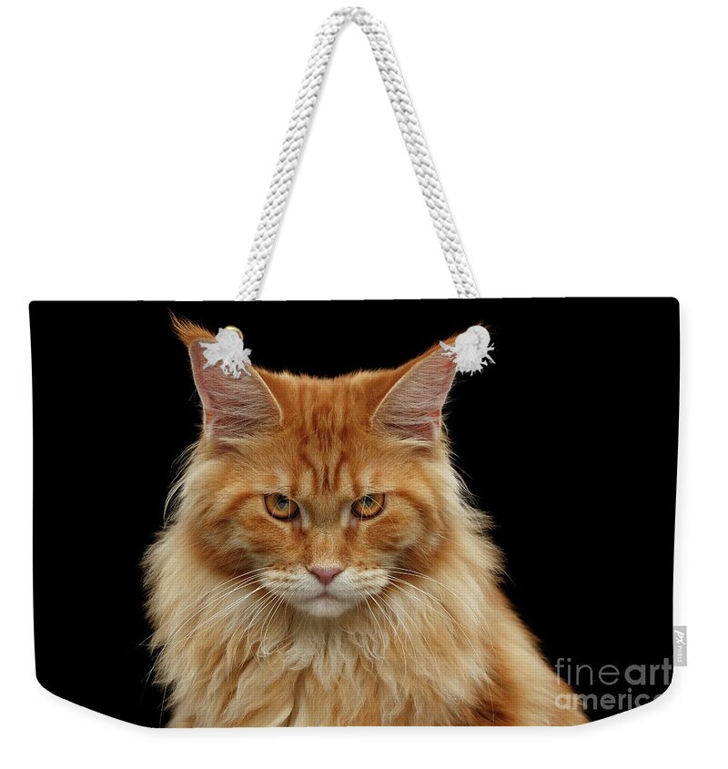 Angry Weekender Tote Bag featuring the photograph Angry Ginger Maine Coon Cat Gazing on Black background by Sergey Taran