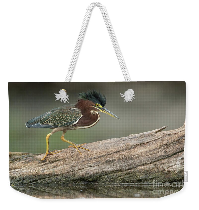 Heron Weekender Tote Bag featuring the photograph Angry Greenie by Bryan Keil