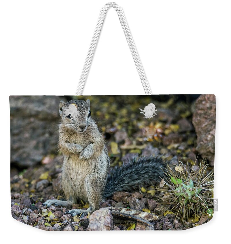 Antelope Weekender Tote Bag featuring the photograph Antelope Squirrel 6632-041818-1cr by Tam Ryan
