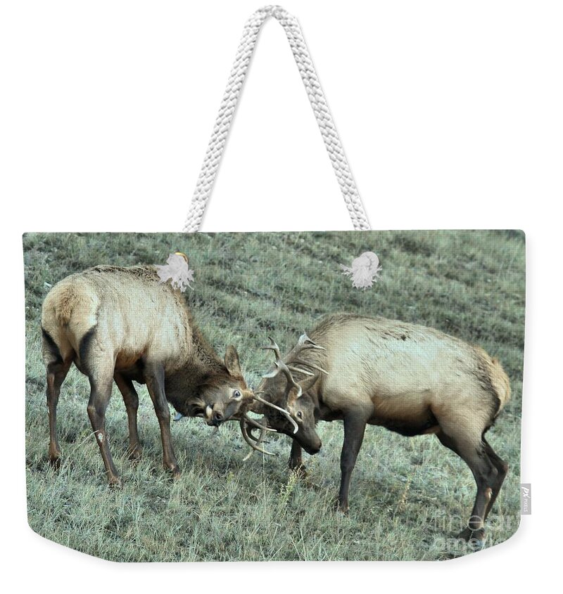 Elk Fighting Weekender Tote Bag featuring the photograph Antler To Antler by Adam Jewell