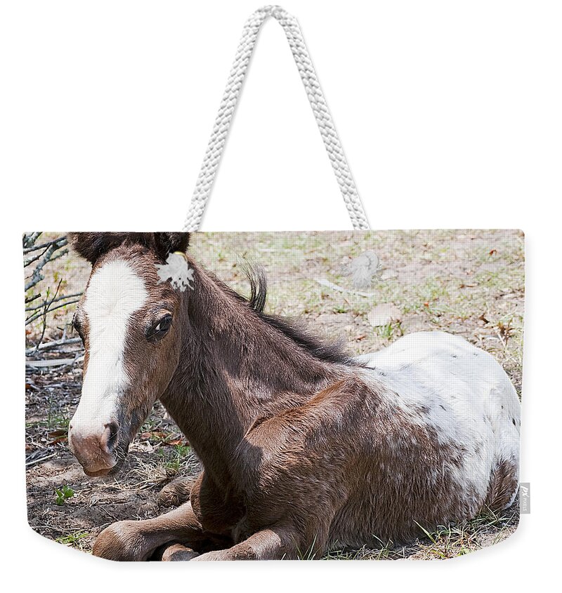 Horse Weekender Tote Bag featuring the photograph Appaloosa Foal by Kenneth Albin