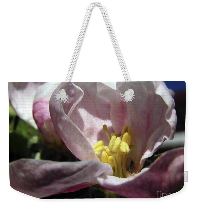 Apple Blossoms Weekender Tote Bag featuring the photograph Apple Blossoms 4 by Kim Tran