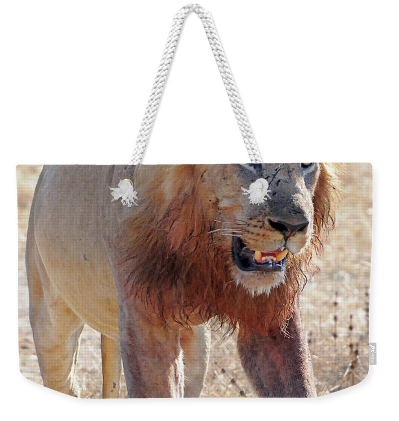 Lion Weekender Tote Bag featuring the photograph Approaching Lion by Ted Keller