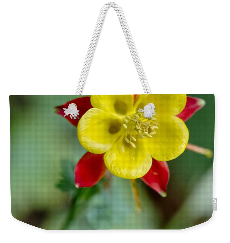 Flowers Weekender Tote Bag featuring the photograph Aquilegia by Elena Perelman