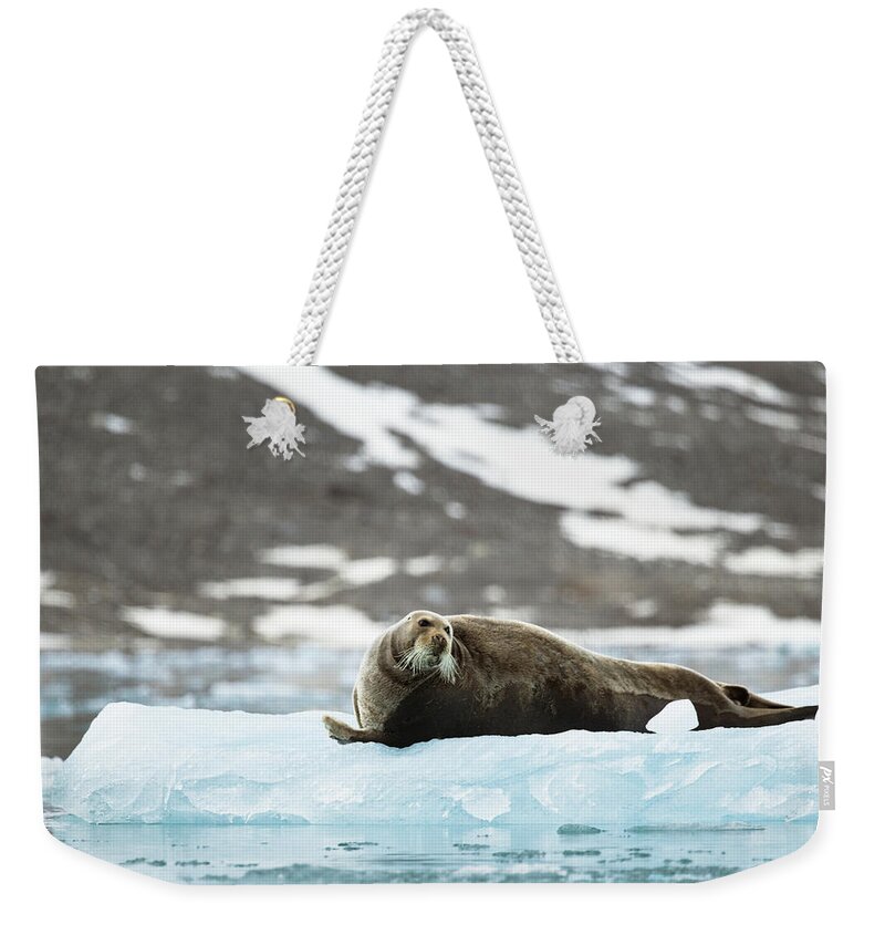 Arctic Weekender Tote Bag featuring the photograph Arctic Bearded Seal by Lauri Novak