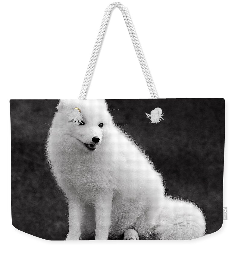Arctic Weekender Tote Bag featuring the photograph Arctic Fox by Michael Peychich