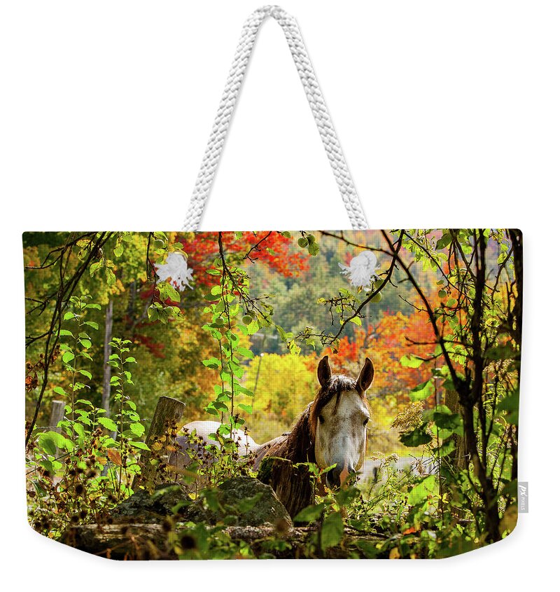 Horse Weekender Tote Bag featuring the photograph Are you my friend? by Jeff Folger