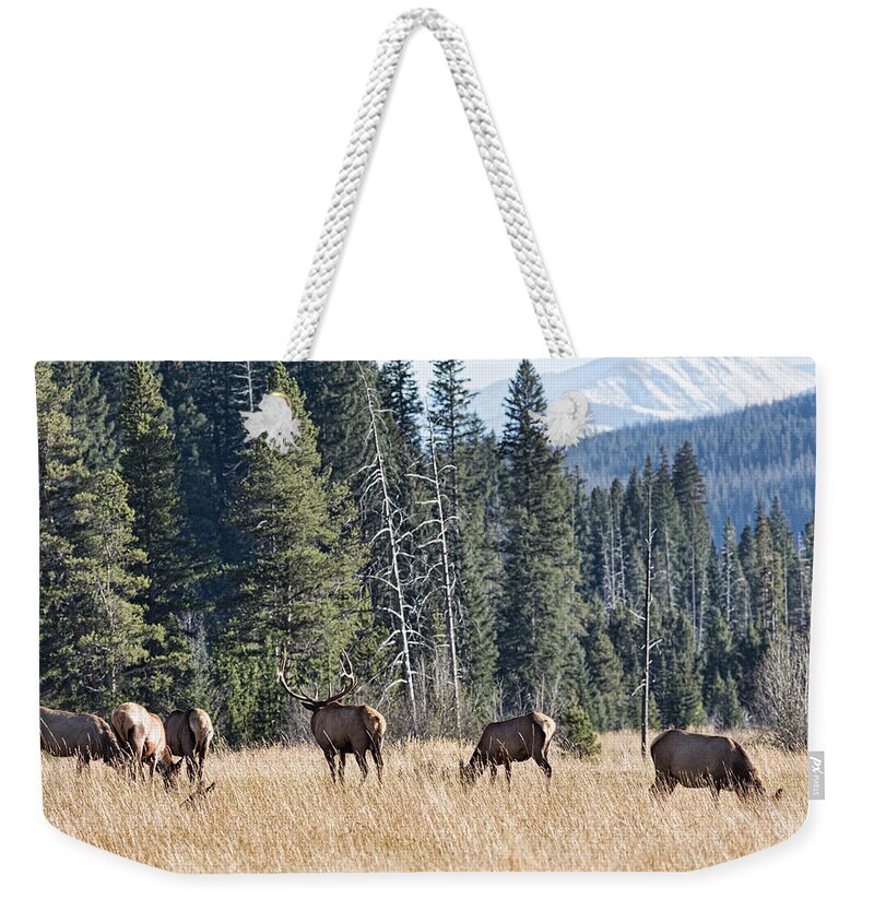 2014 October Weekender Tote Bag featuring the photograph Rocky Mountain Elk Herd by Bill Kesler