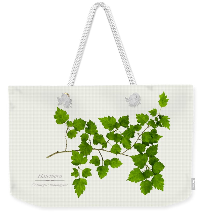 Leaves Weekender Tote Bag featuring the photograph Hawthorn by Christina Rollo