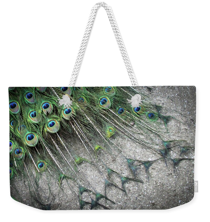 Peacock Weekender Tote Bag featuring the photograph Poised Peacock by Cheryl McClure