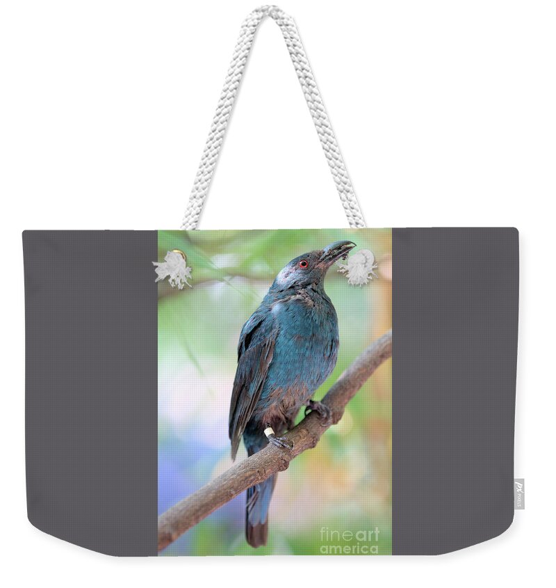 Bird Weekender Tote Bag featuring the photograph Asian Fairy Bluebird by Stephen Melia