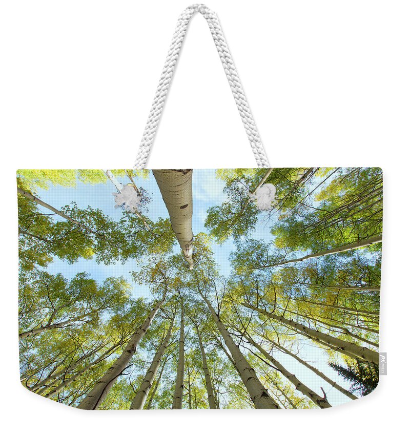 Aspens Weekender Tote Bag featuring the photograph Aspen Canopy by Nancy Dunivin