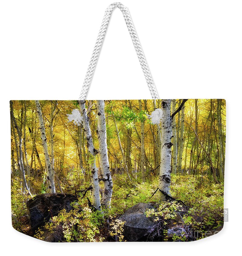 Aspen Weekender Tote Bag featuring the photograph Aspen Forest by Anthony Michael Bonafede