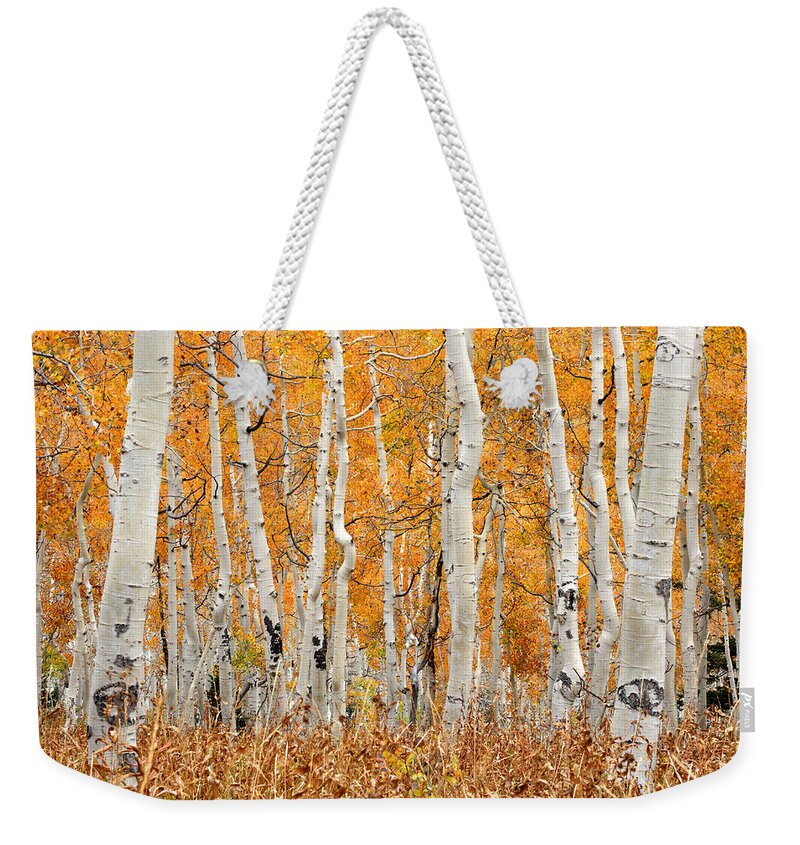 Aspen Weekender Tote Bag featuring the photograph Aspen Forest in Fall by Brett Pelletier