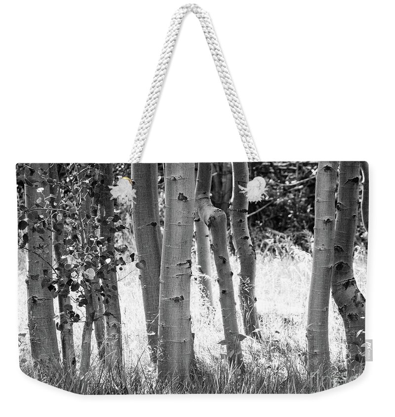Aspes Weekender Tote Bag featuring the photograph Aspen Trunks by Anthony Michael Bonafede
