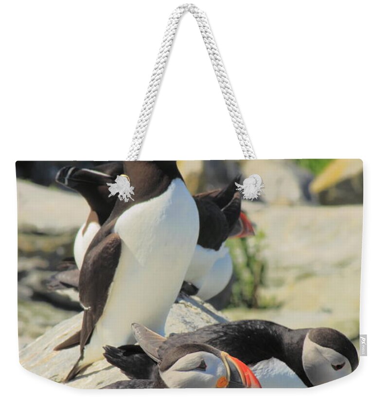 Wildlife Weekender Tote Bag featuring the photograph Atlantic Puffins and Razorbill by John Burk
