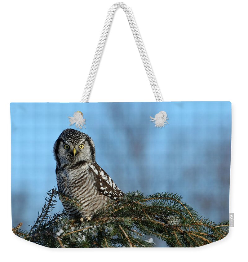 Owl Weekender Tote Bag featuring the photograph Atop a fallen branch by Heather King