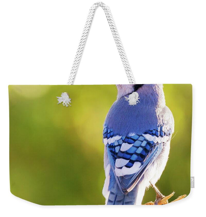 Autumn Weekender Tote Bag featuring the photograph Autumn Blue Jay by Mircea Costina Photography
