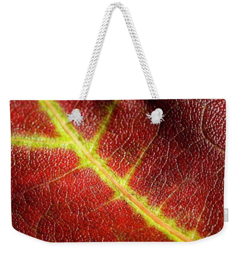 Fall Weekender Tote Bag featuring the photograph Autumn Fall Leaf Close Up by Rick Deacon
