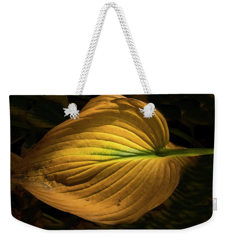 Clematis Vine Weekender Tote Bag featuring the photograph Autumn Hosta by Tom Singleton