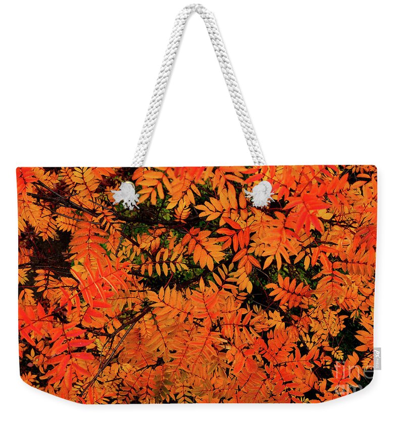  Weekender Tote Bag featuring the digital art Autumn in Maple Creek by Darcy Dietrich