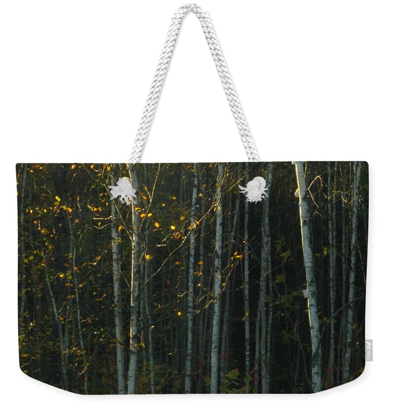 Autumn Light Weekender Tote Bag featuring the photograph Autumn Light by Bill Tomsa